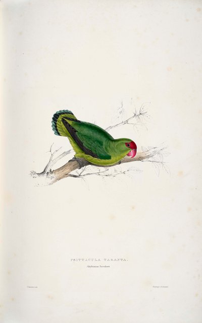 Black-winged Lovebird by Edward Lear